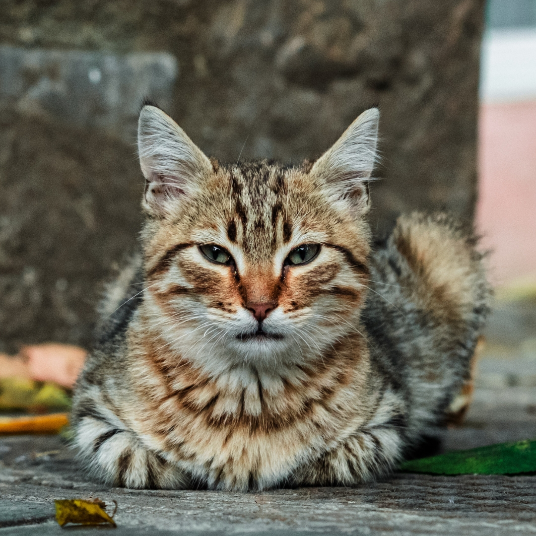 Chats errants.jpg