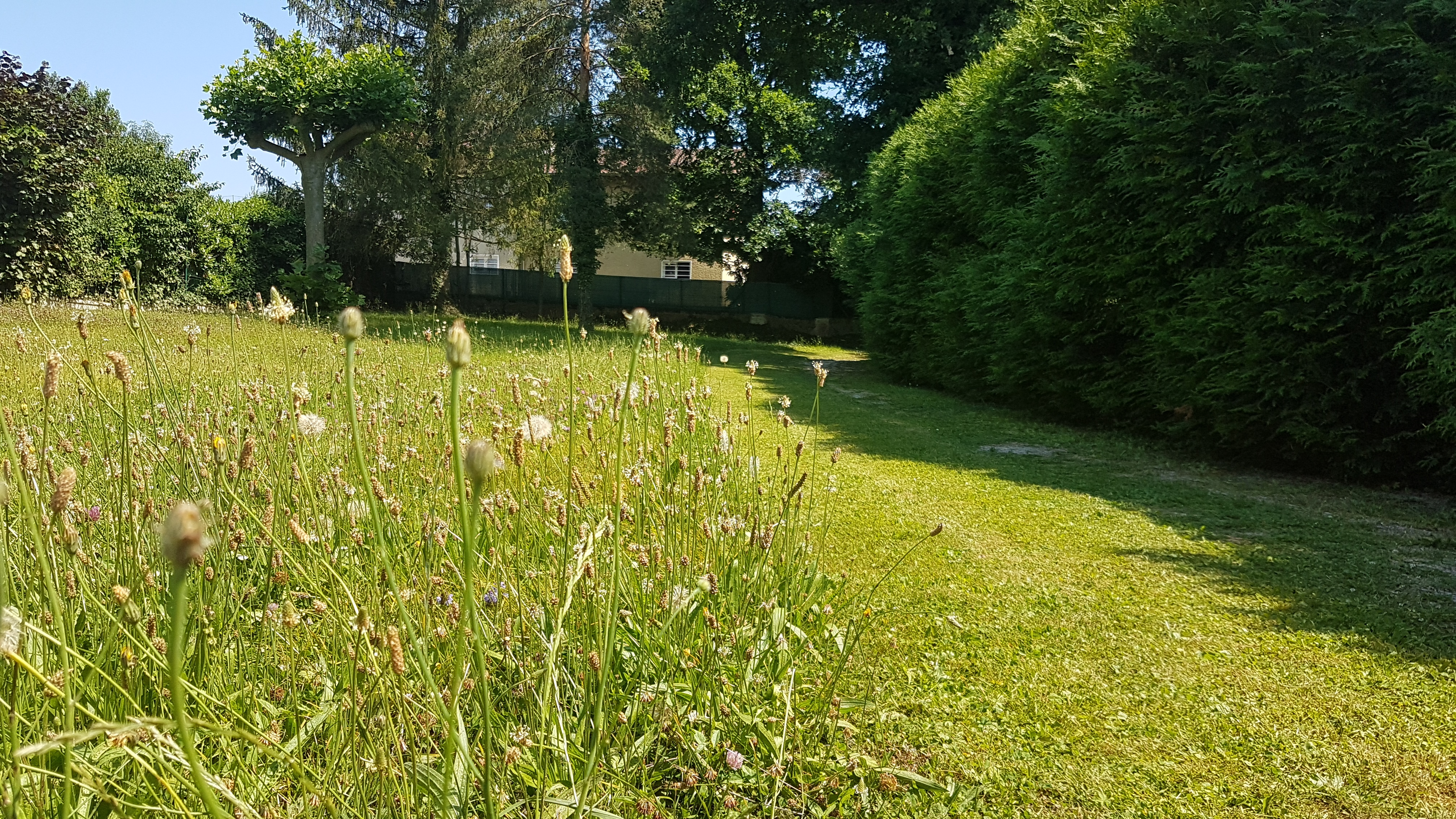 Developpement durable - Fauche tardive 2.jpg