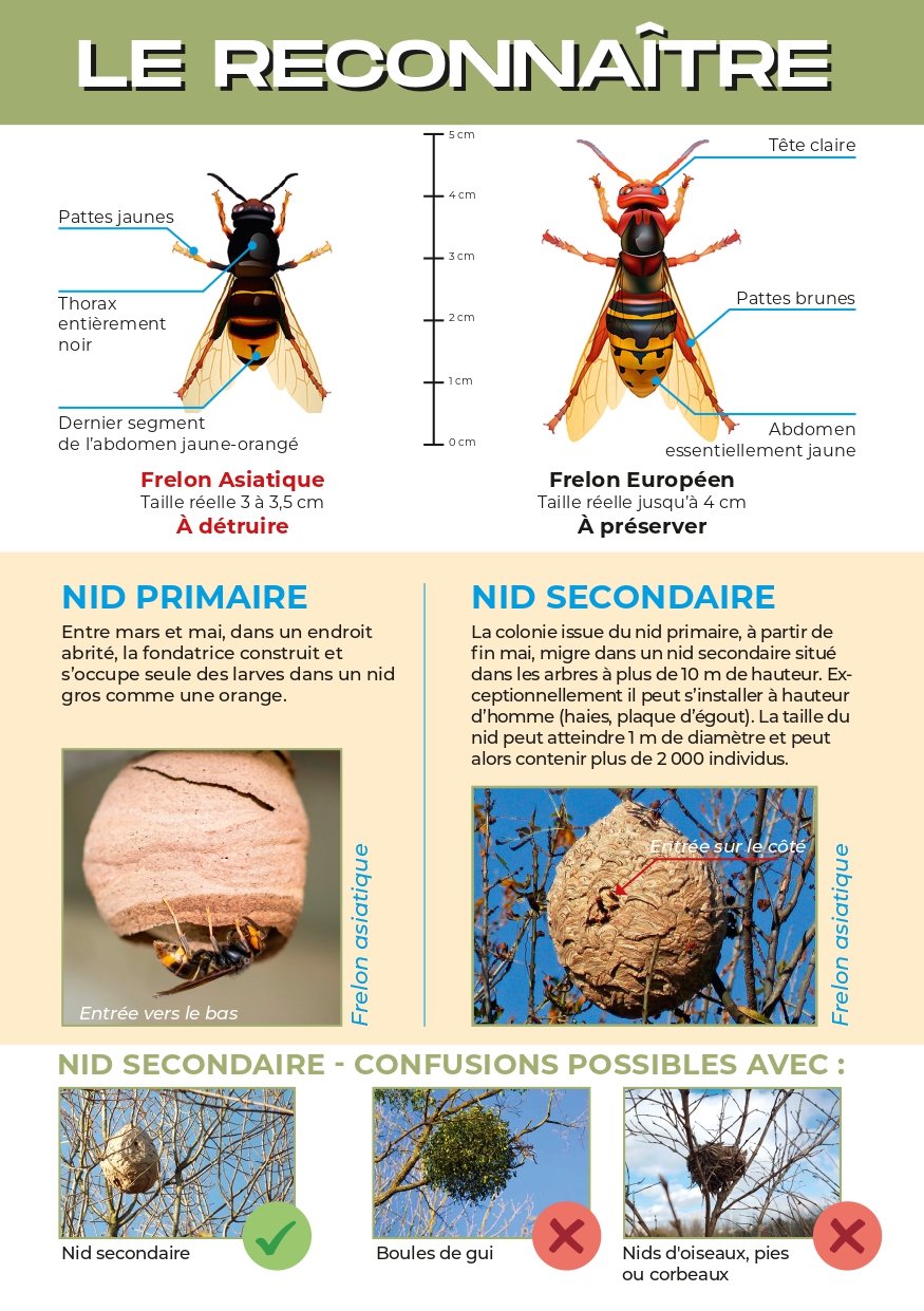 BROCHURE FRELON ASIATIQUE_page-0003.jpg