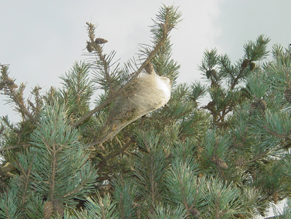 Chenilles-du-pin-cocon-blanc.jpg