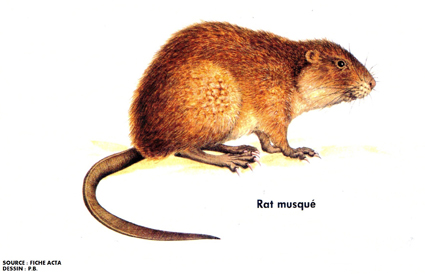 Rat-musqué1.jpg