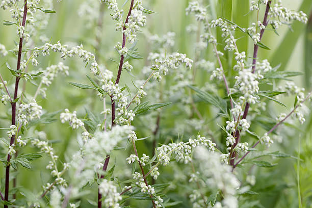 LGA- 2 Nat et pat - herboretum - Armoise - Artemisia vulgaris 01.jpg