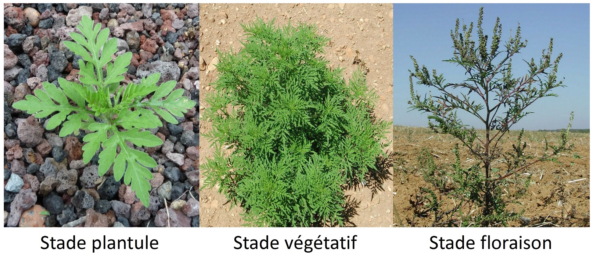 Visuel ambroisie1.jpg