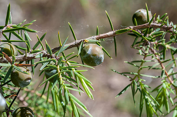 LGA- 2 Nat et pat - herboretum - genevrier cade - Juniperus oxycedrus 02.jpg