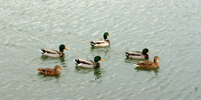 Préservation faune.jpg