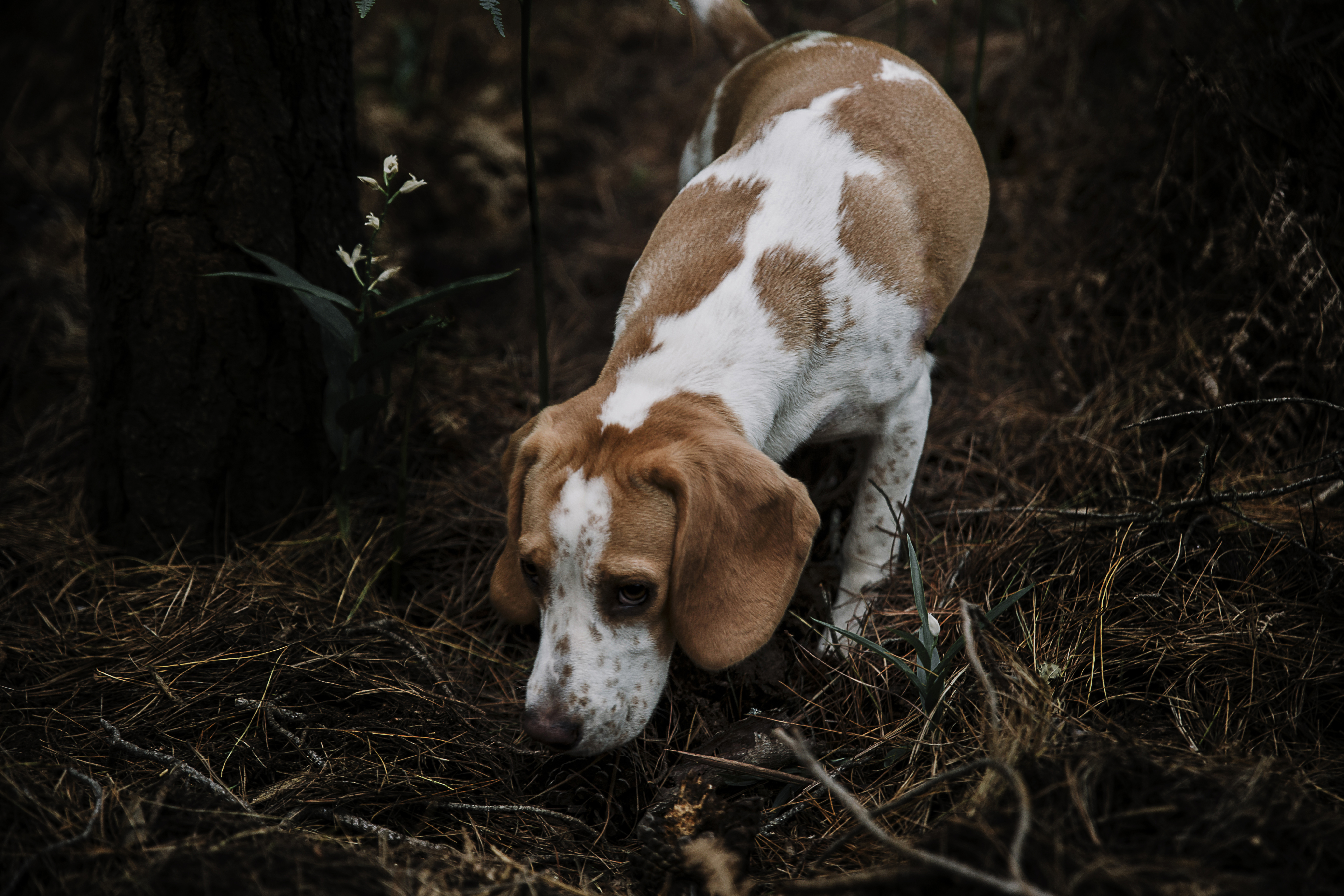 chien courant.jpg chien courant.jpg