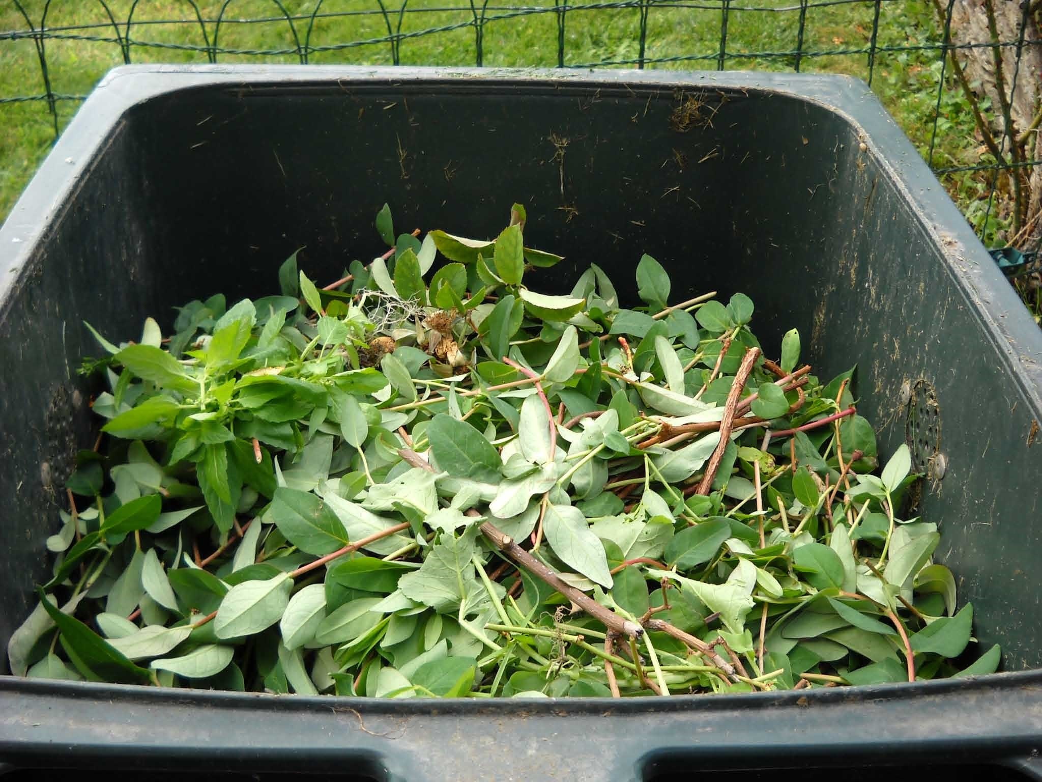 dmoreaurh-green-waste-486011.jpg