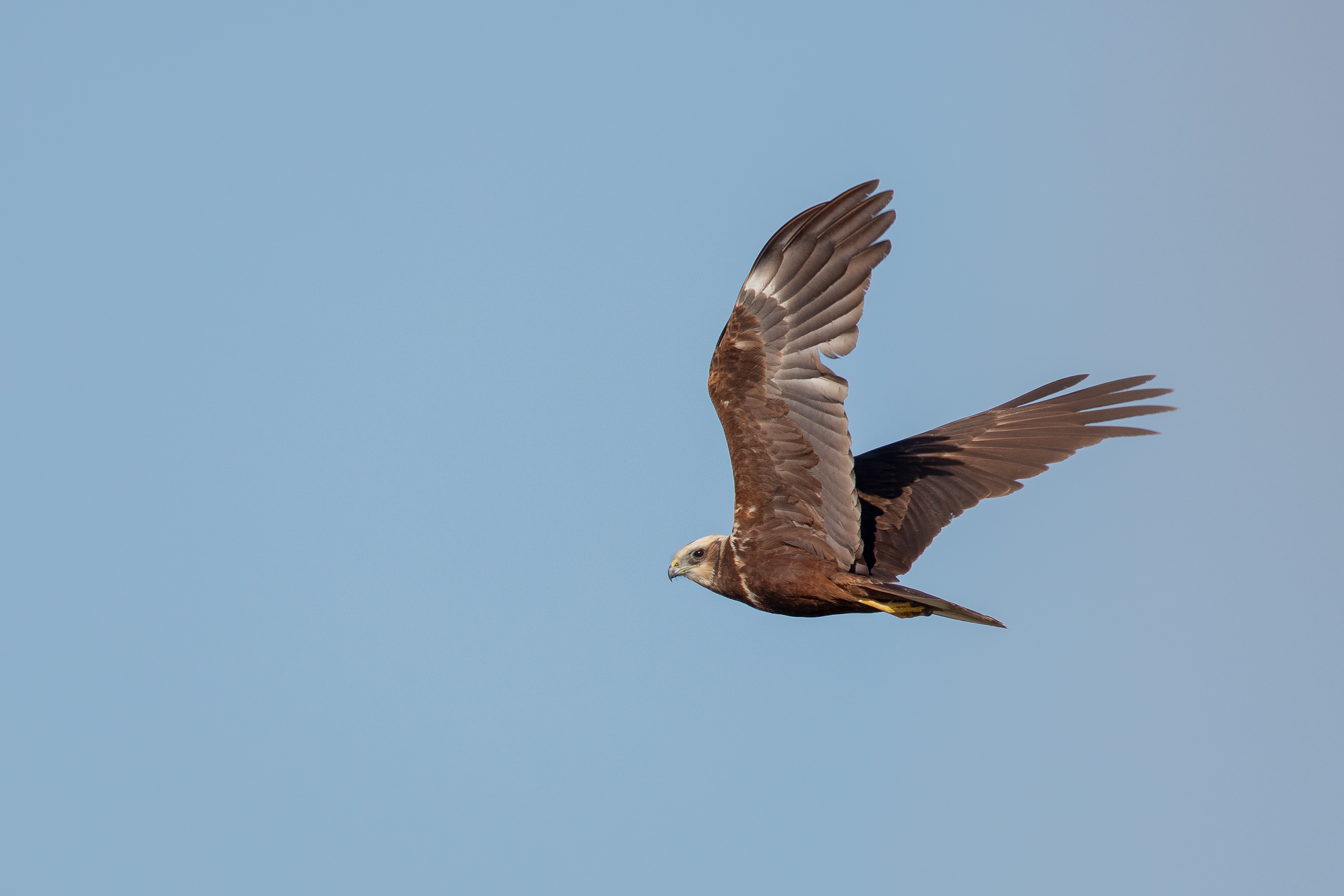 red-tailed-hawk-flying-clear-blue-sky.jpg