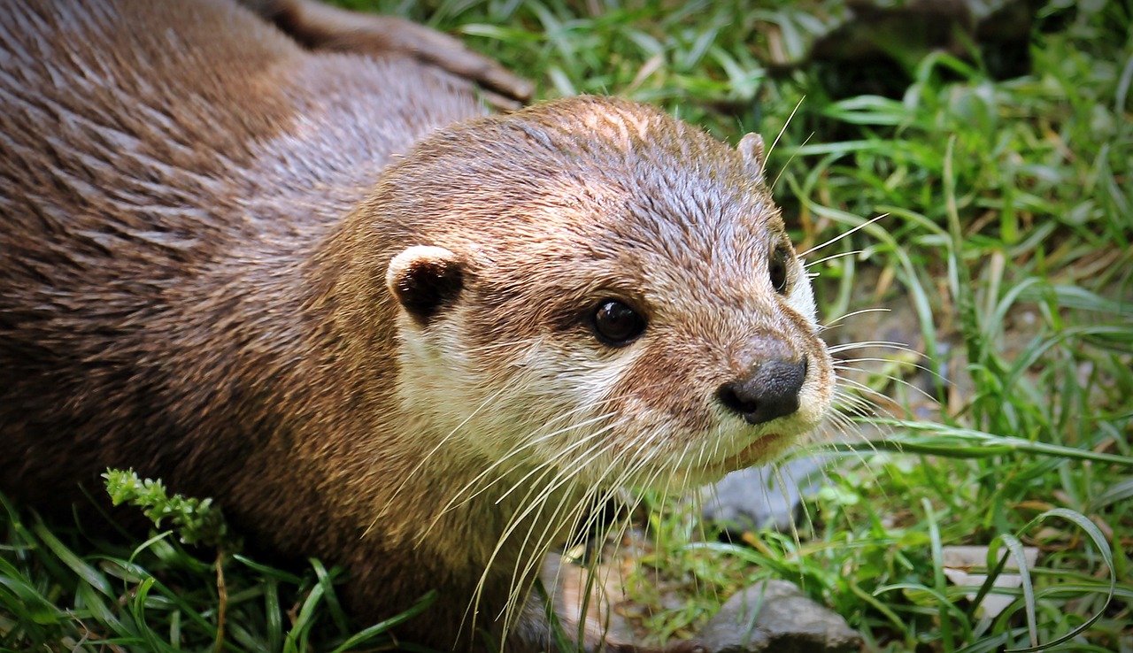 otter-1438381_1280.jpg