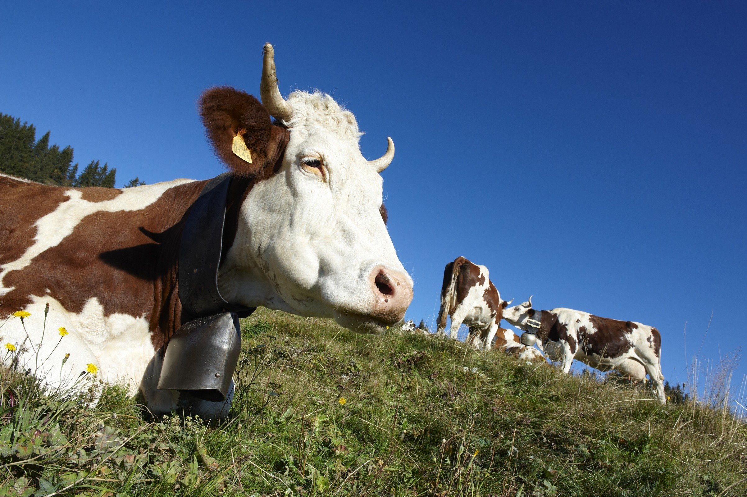 VACHE.jpg