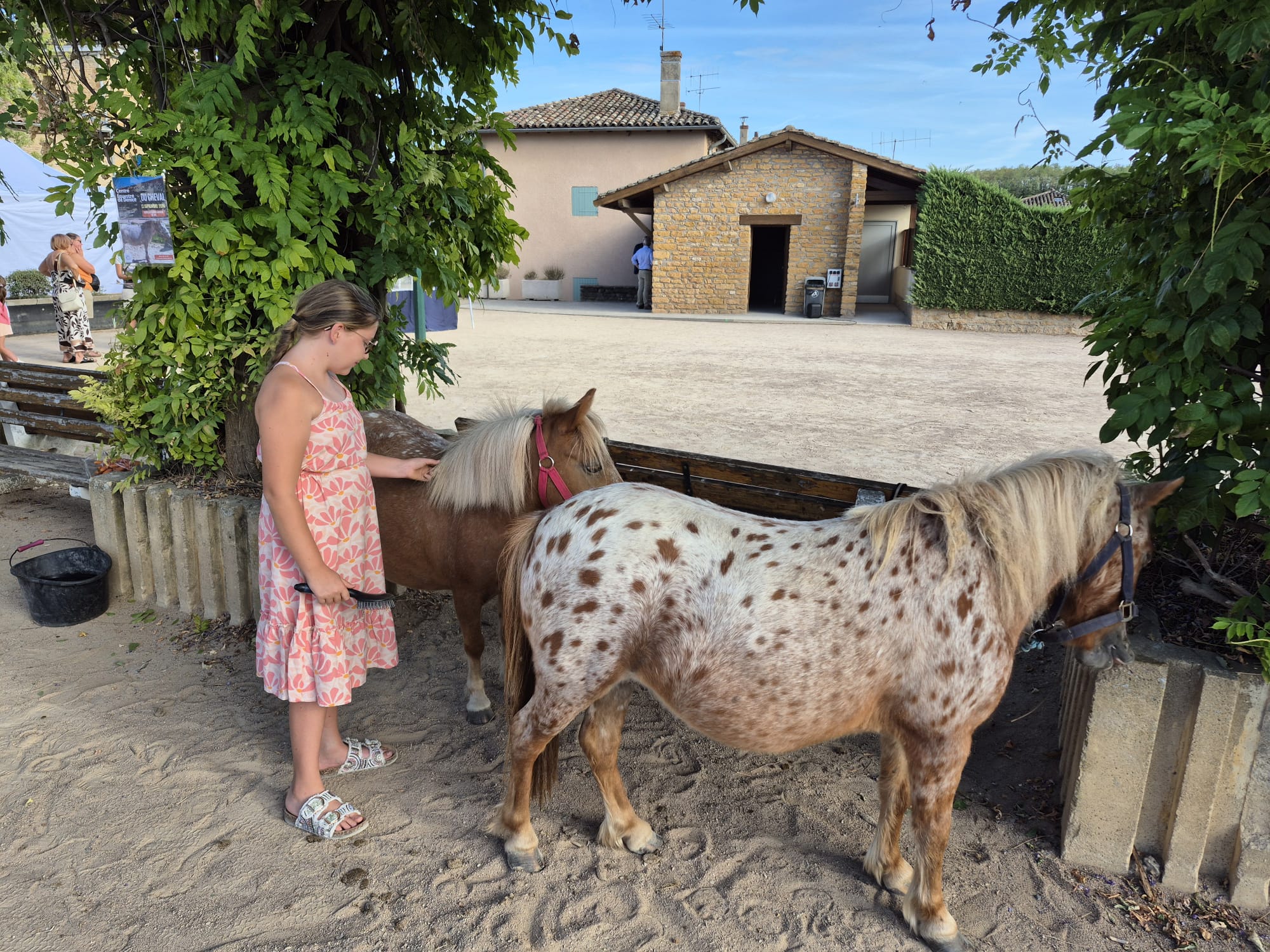 Les poneys.jpeg