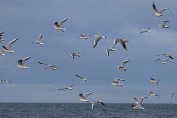 02.04 Oiseaux hivernants.jpg