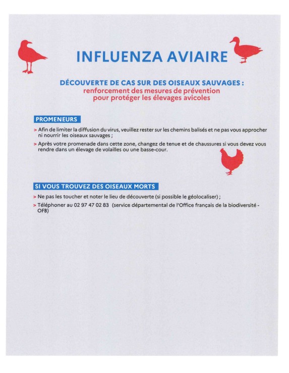 Influenza Aviaire 2.jpg