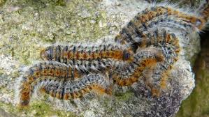 chenille 2.jpg