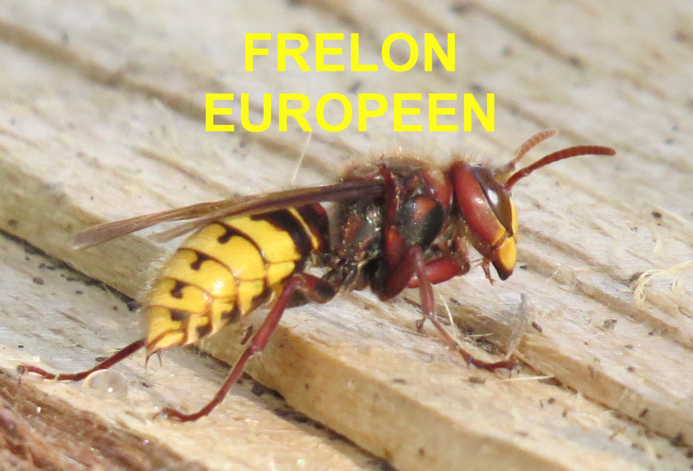 frelon eu.jpg