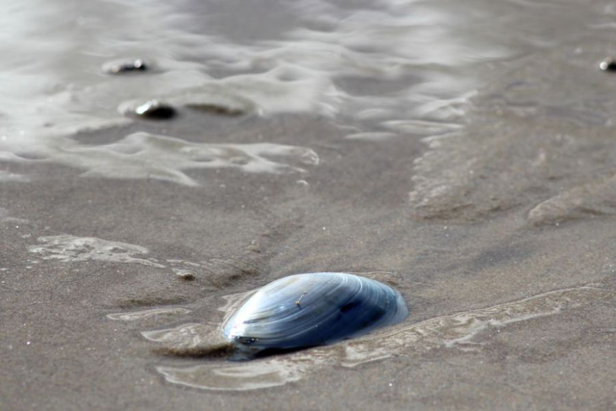 img coquillage.jpg