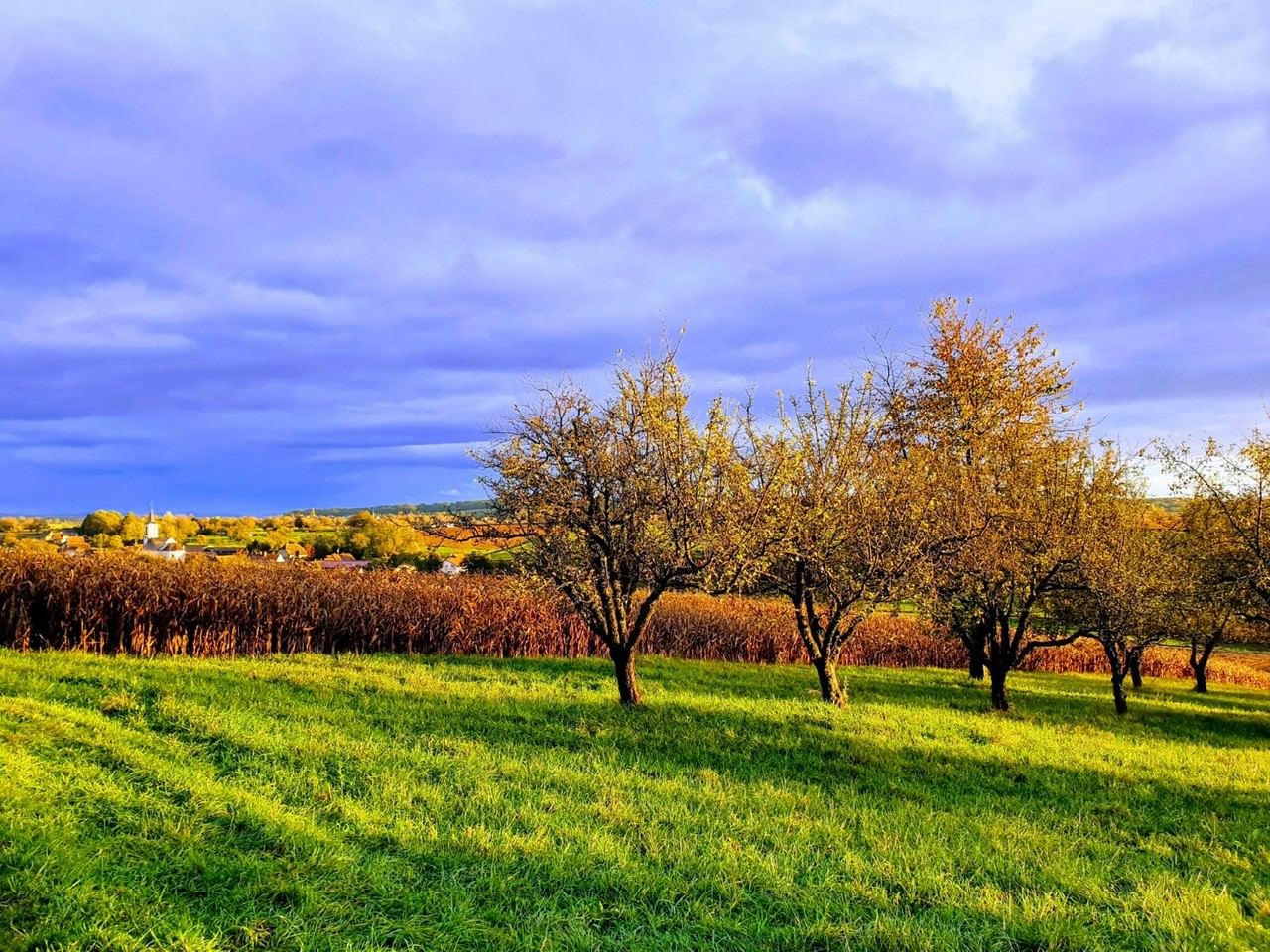 paysage automne