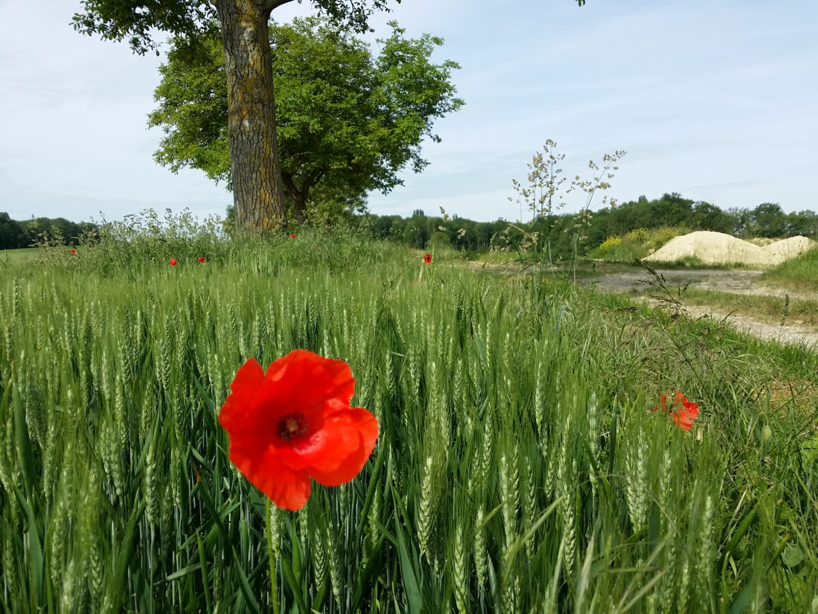 coquelicot