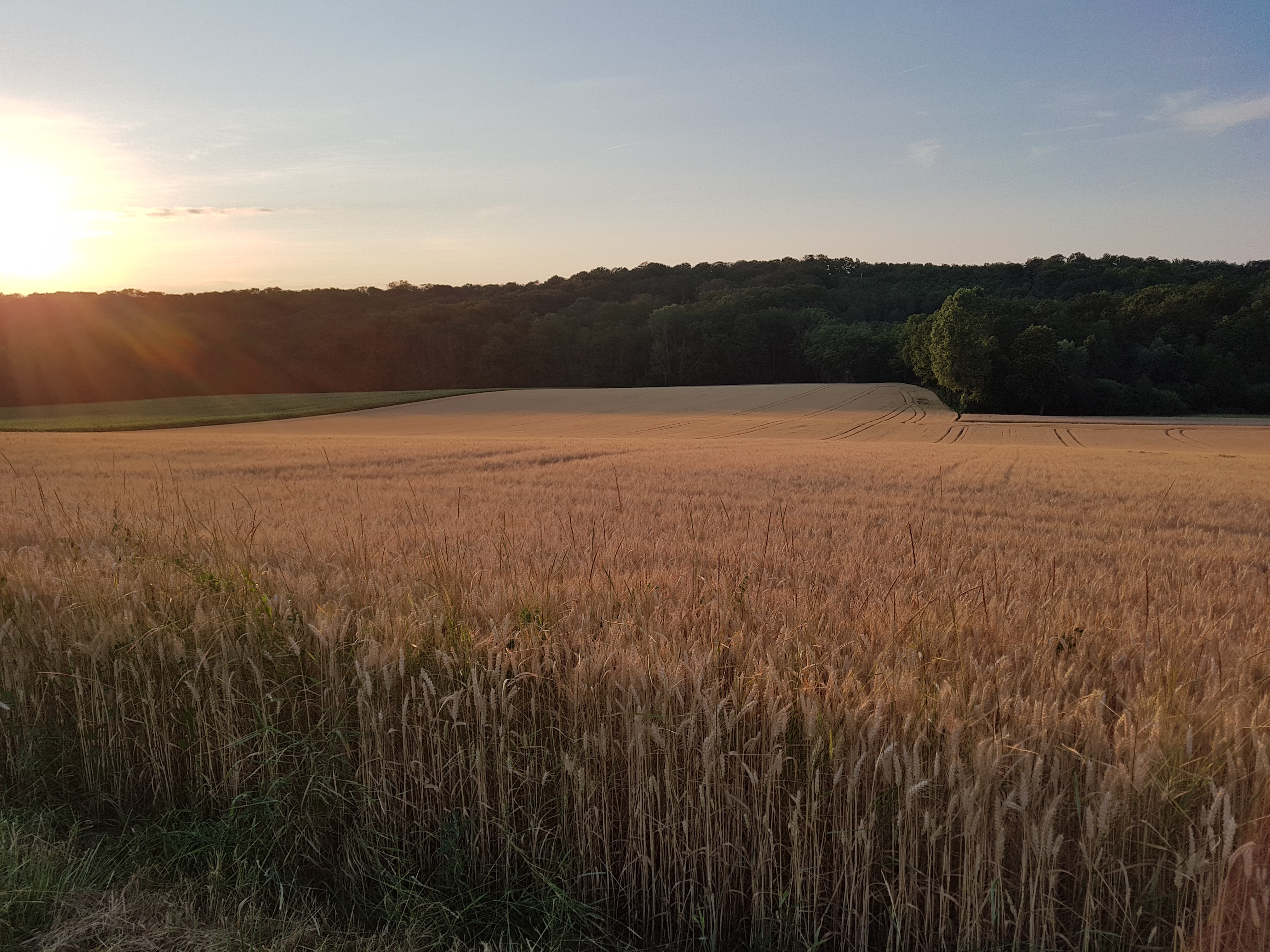 Champ de blé coucher de soleil.jpg