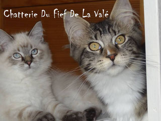 Chatterie du fief.jpg