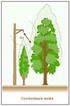 elagage vignette 2.jpg