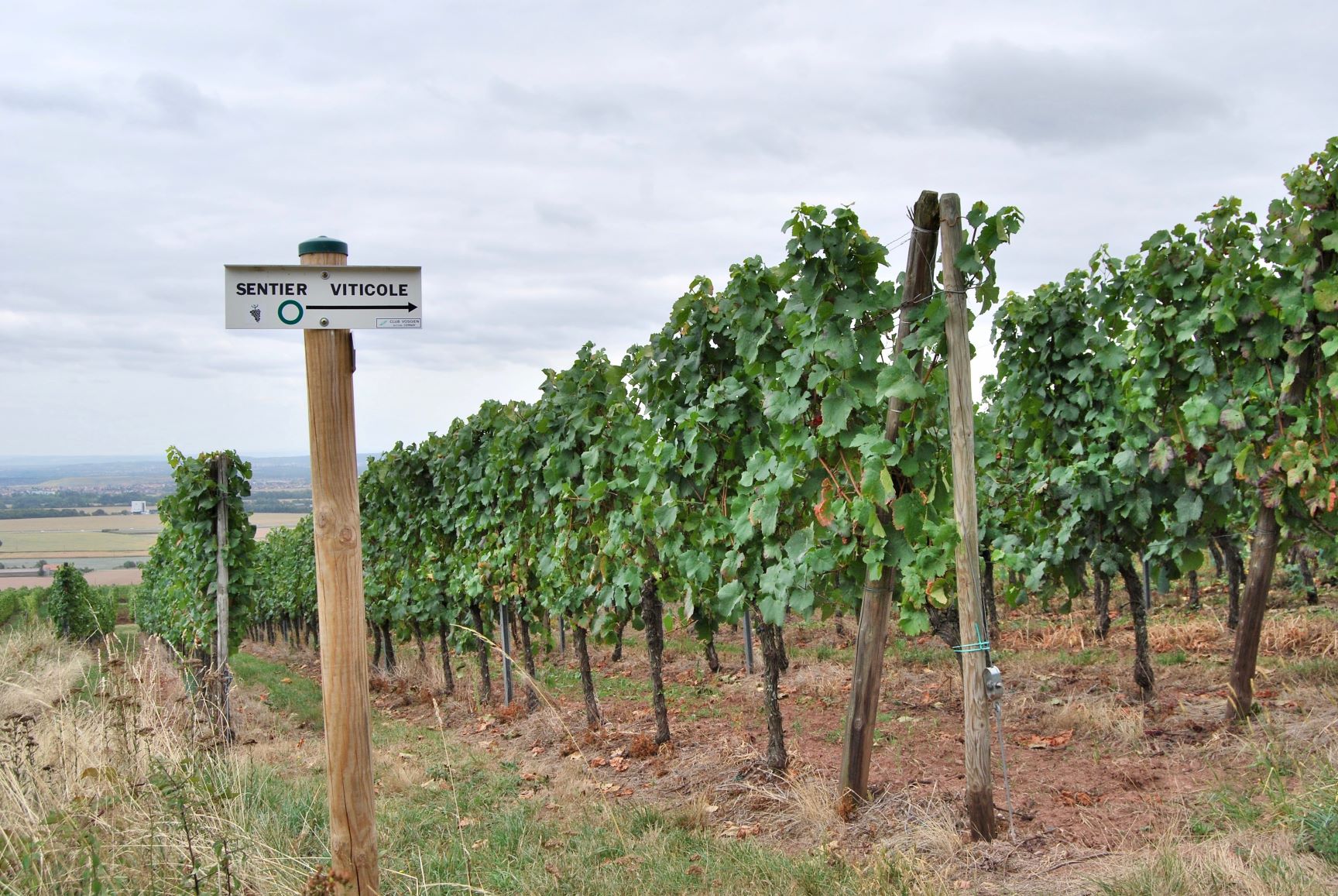 Sentier viticole.1.jpg