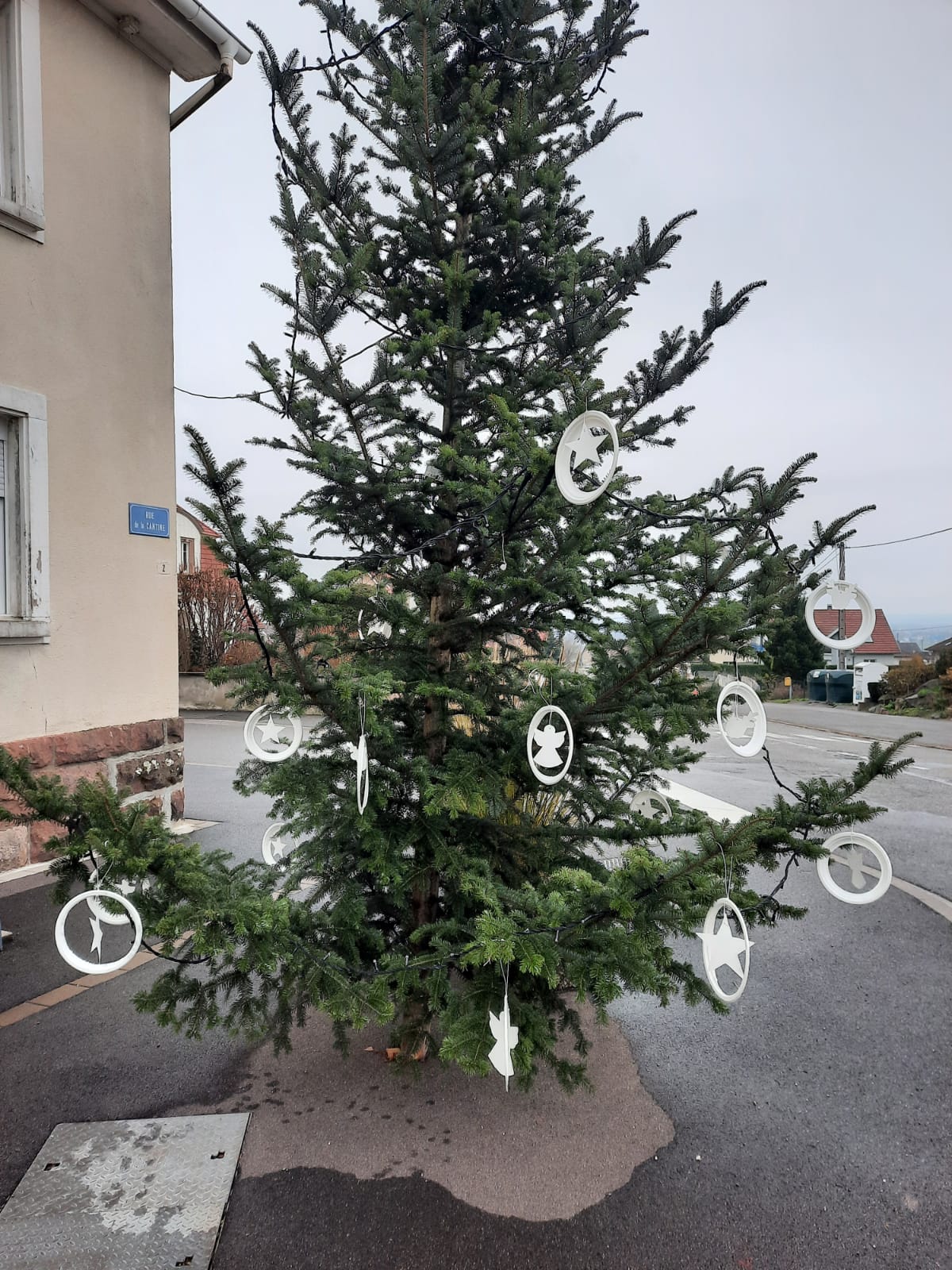 Sapins participatifs 1.jpg