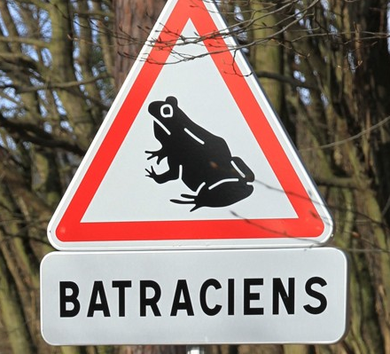 batracien.png