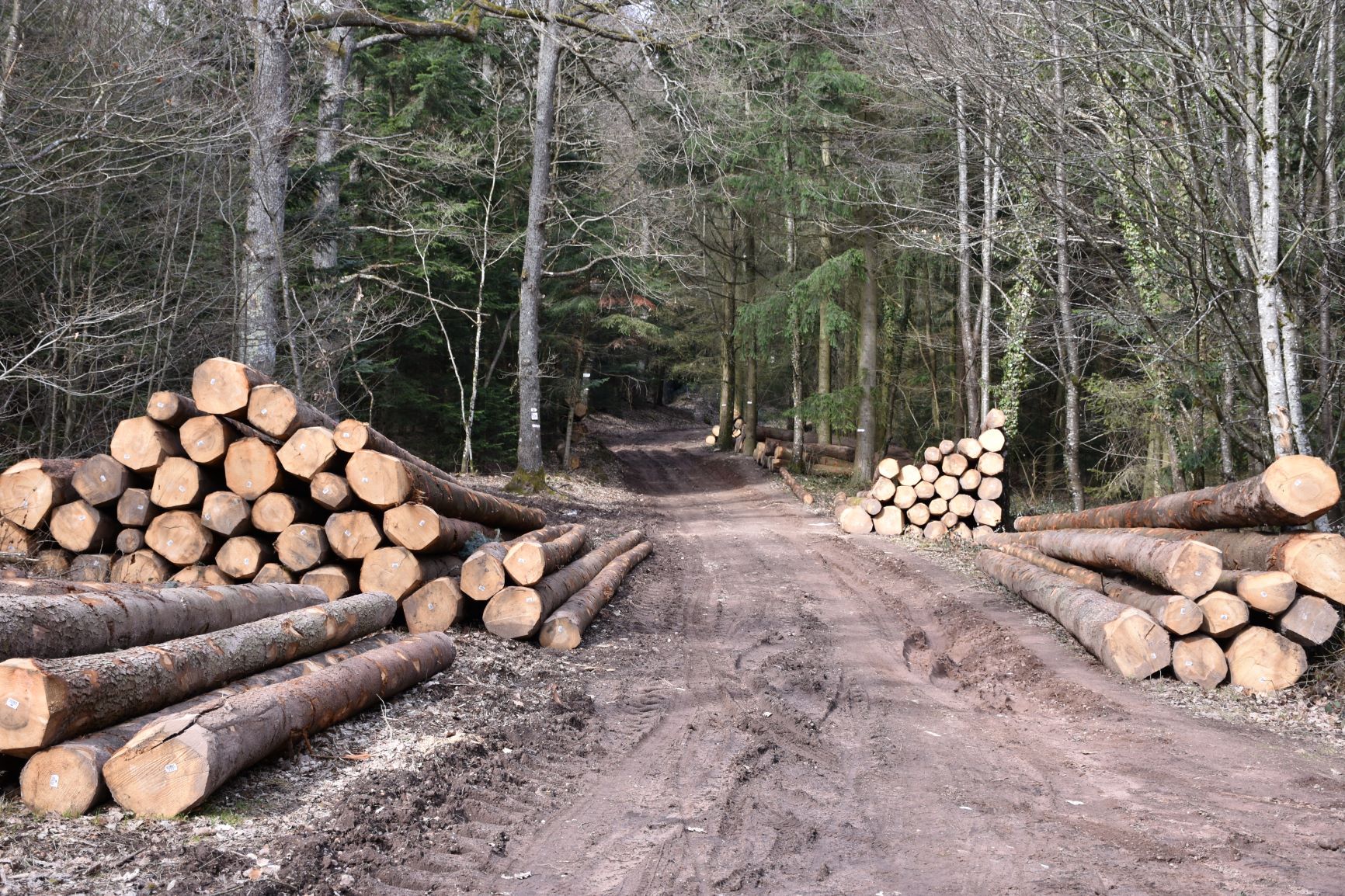 Coupes de bois sur chemin.jpg