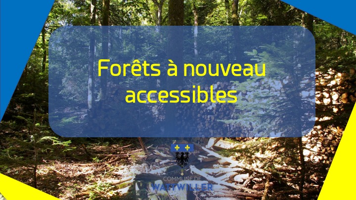 Foret.jpeg