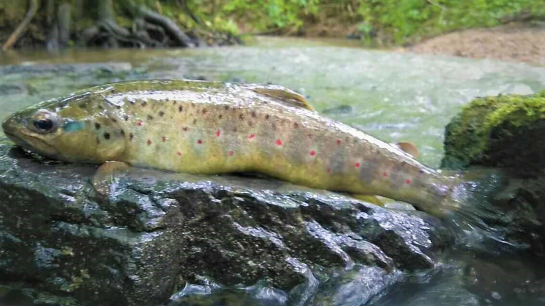 Peche 2.jpg