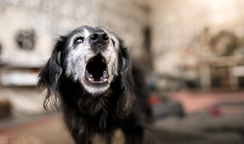 chien-qui-aboie-la-nuit.jpg