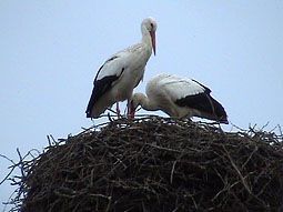 Cigognes 2.jpeg