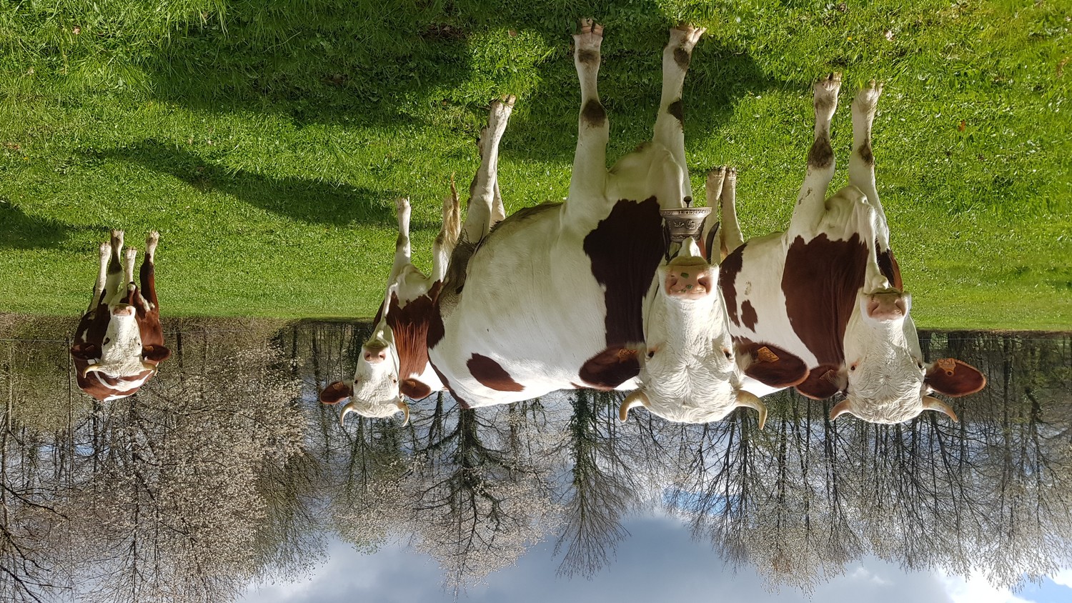 Fanfan - vaches 2.jpg