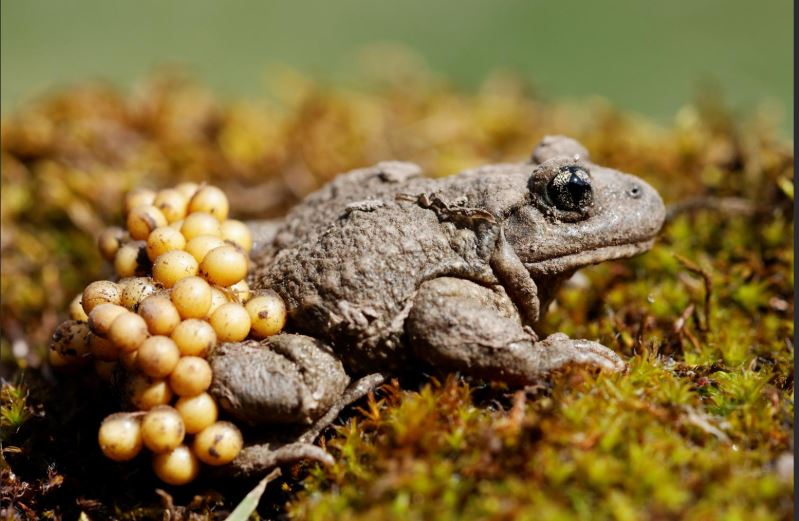 crapaud.JPG