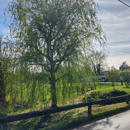 Arbre Goincourt carré.jpg