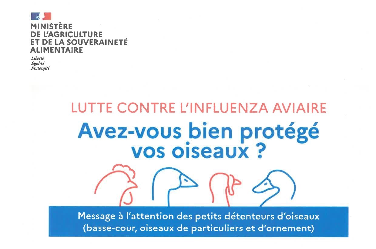 Grippe aviaire 1.jpg