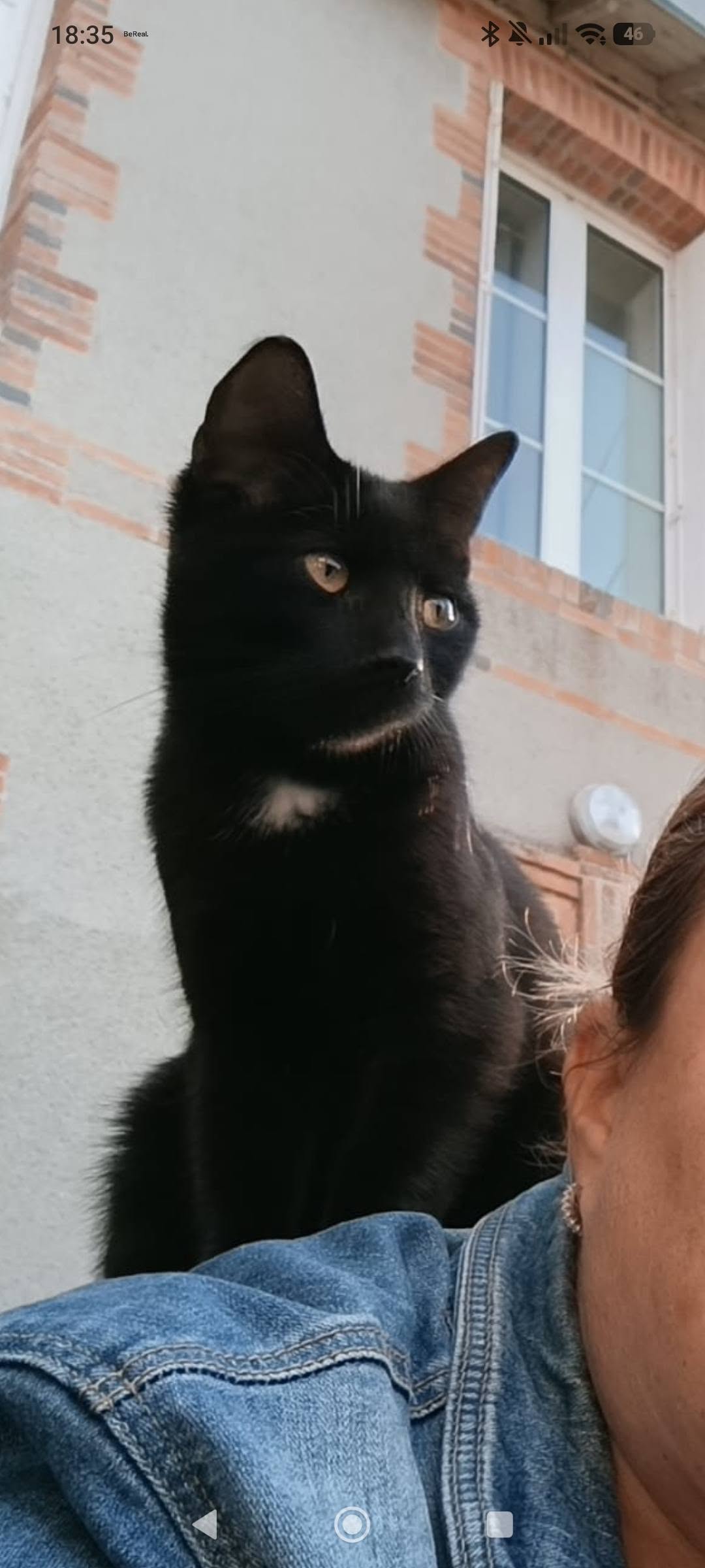 chat disparu.jpg