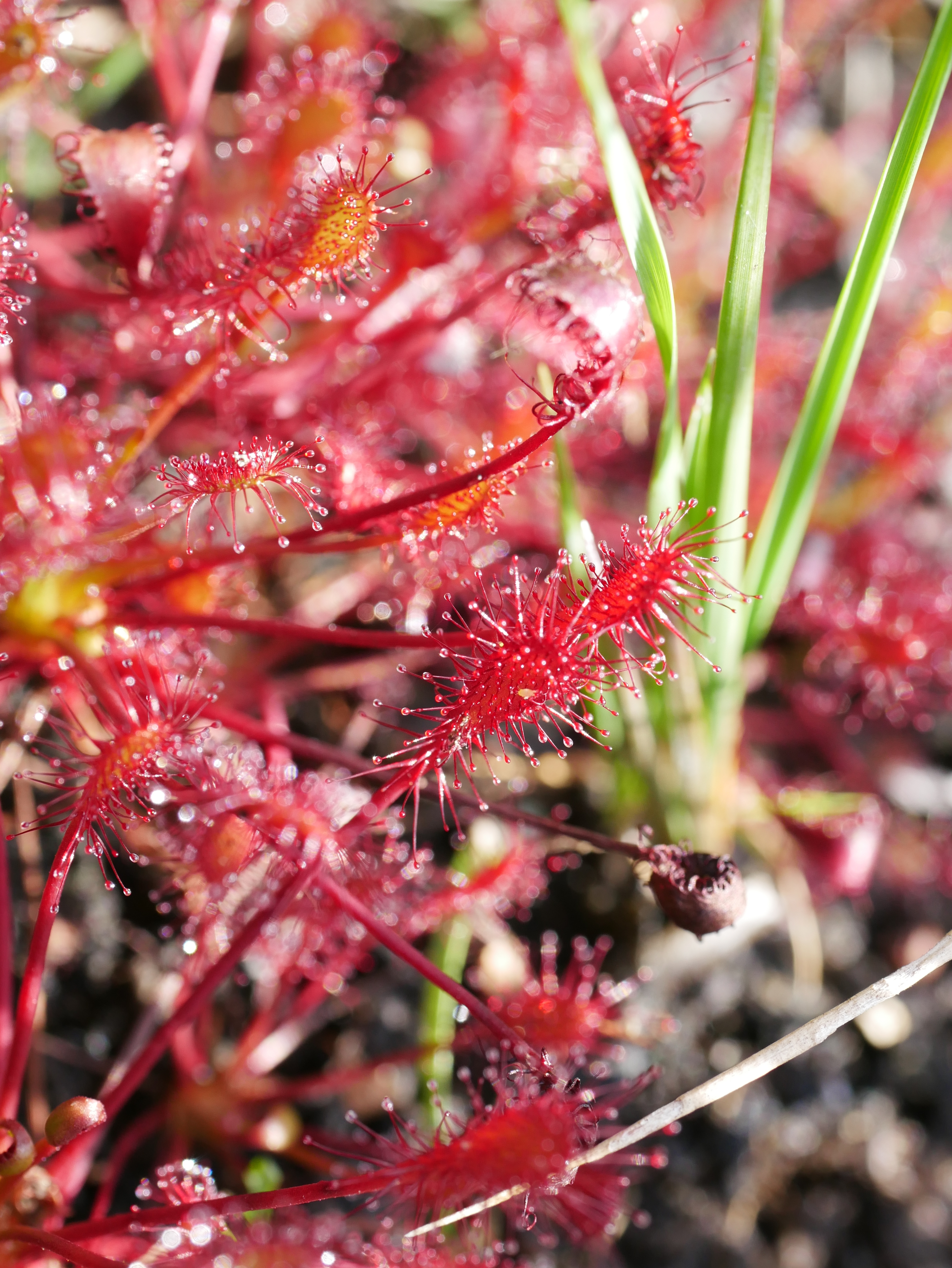 marais_drosera_intermediaire.JPG