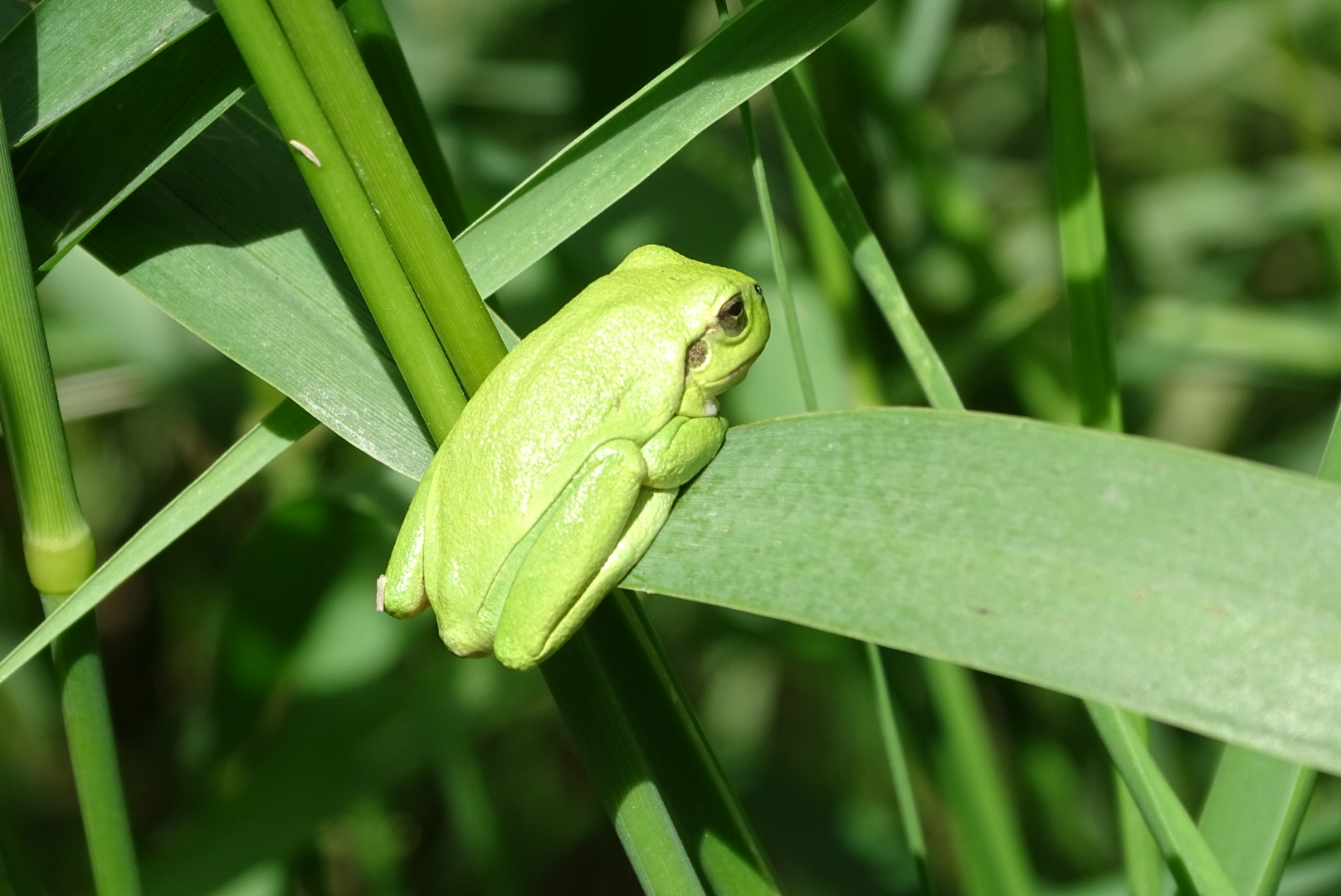 marais_rainette verte.JPG