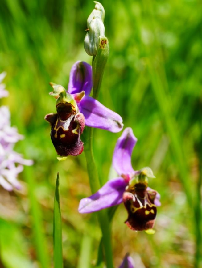 marais_orchidée_ophryse bourdon.jpg