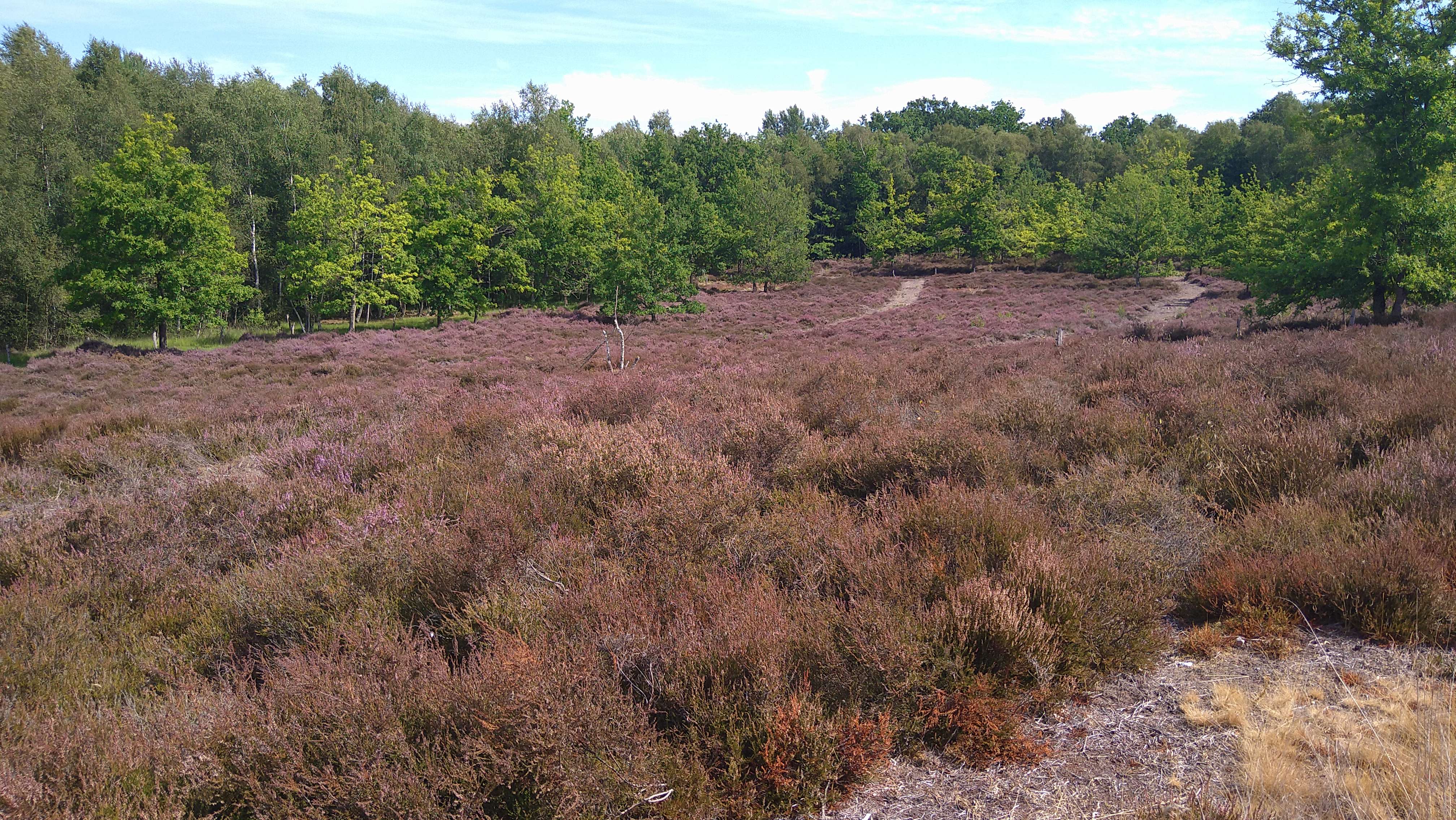 marais_les bruyères de rocq.jpg