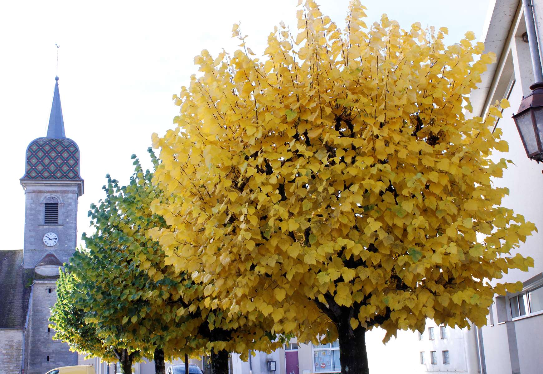 _copie-0_Eglise _ Arbre.jpg