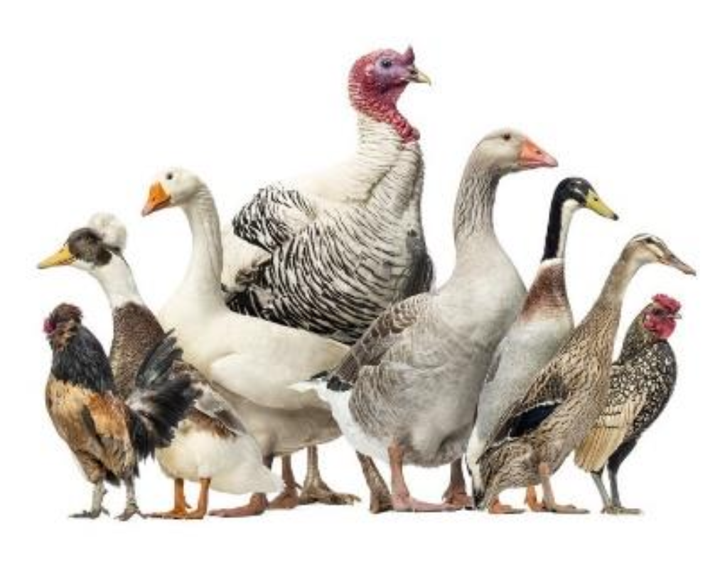 Capture d’écran 2025-11-02 à 22.51.26.png