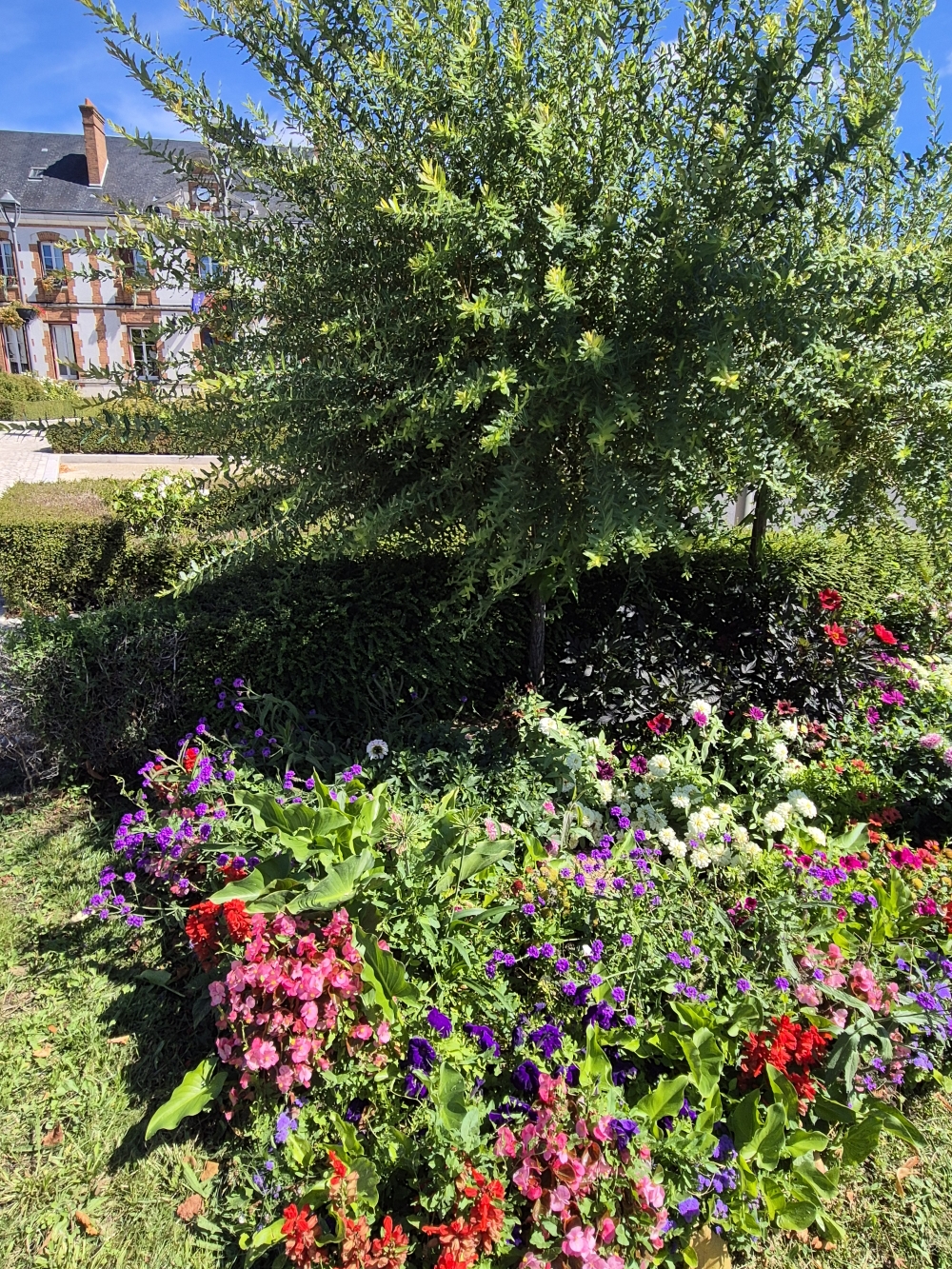 Fleurs Place Lucien Bourgon 2.jpg