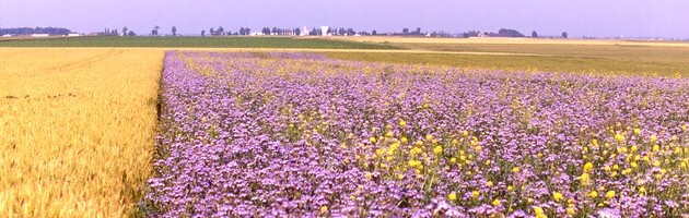 image champ de blé et fleurs.jpg