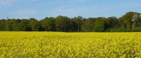 forêt Cercottes.JPG