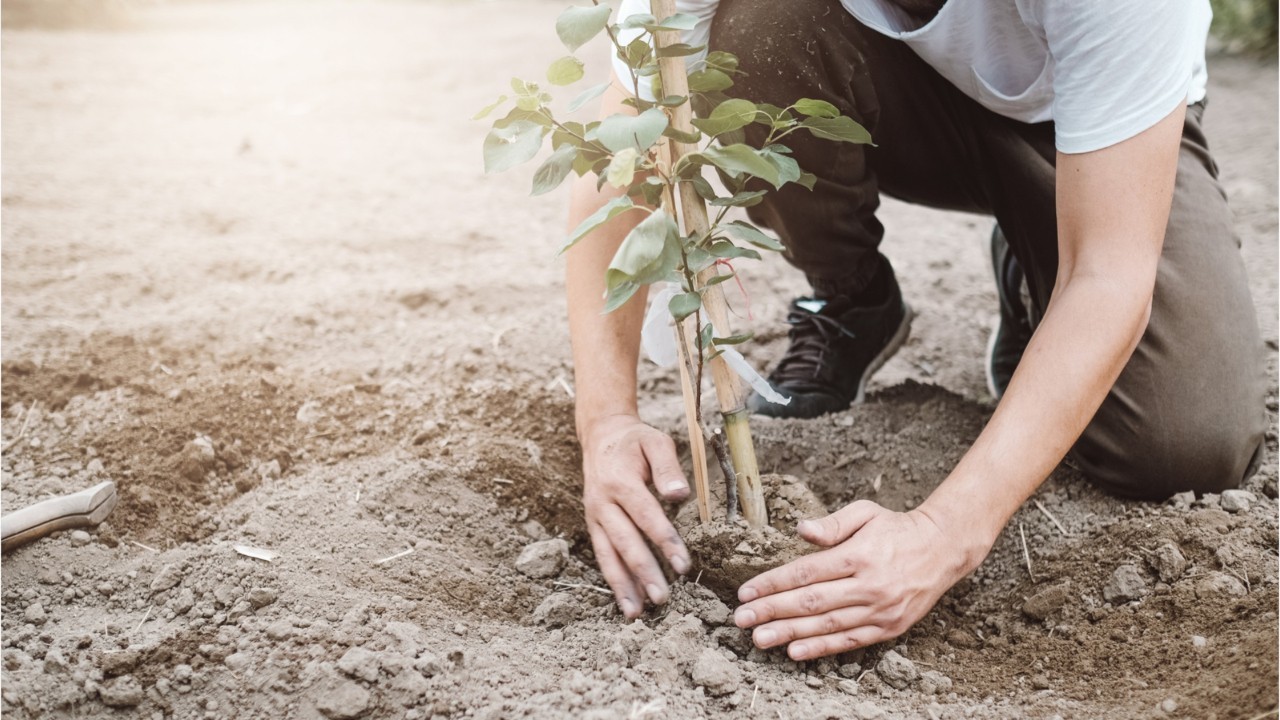 Plantation arbre.jpg