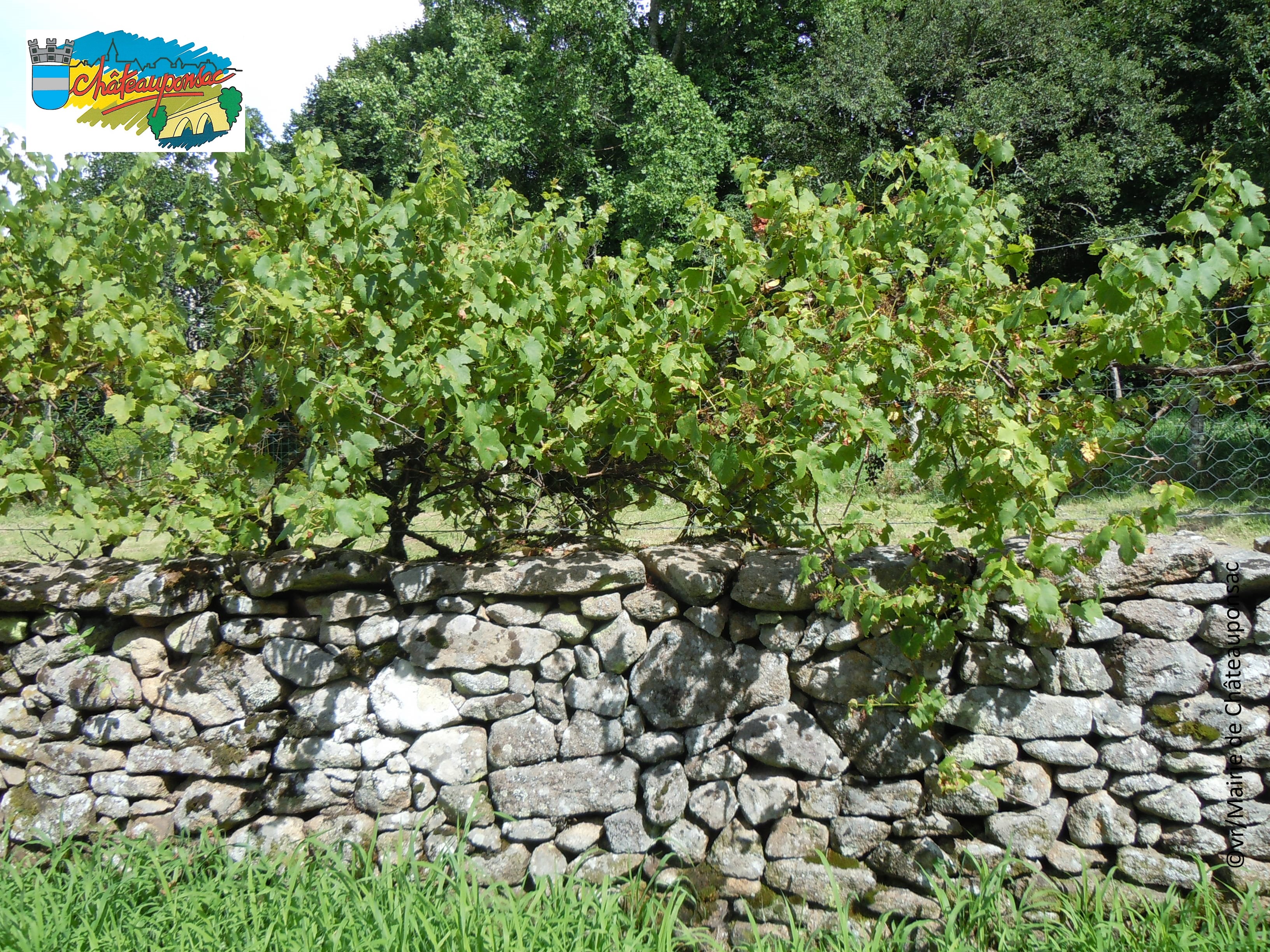 19 Muret vigne Téléthon.jpg