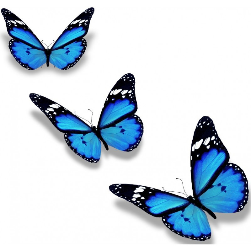 sticker-papillon-bleu-planche.jpg